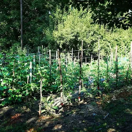 בית נופש The In The Trees טסגרדה