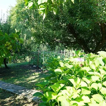 The In The Trees * تساغارادا