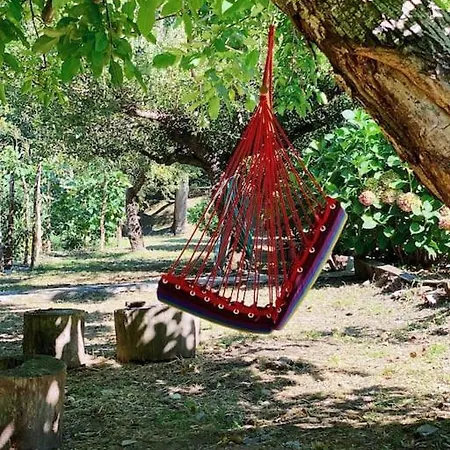 The In The Trees * Tsagkarada