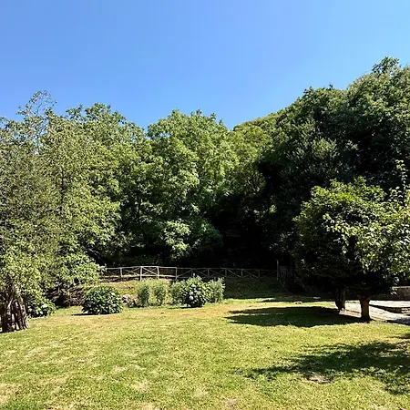 The In The Trees * טסגרדה