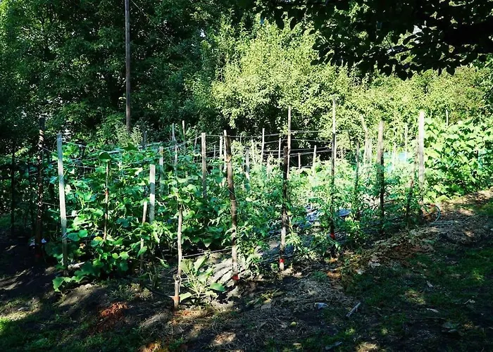 בית נופש The In The Trees טסגרדה