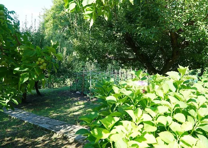 The In The Trees * טסגרדה