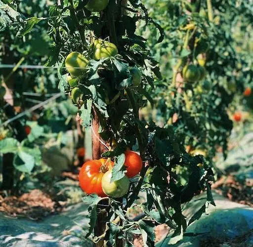 The In The Trees בית נופש