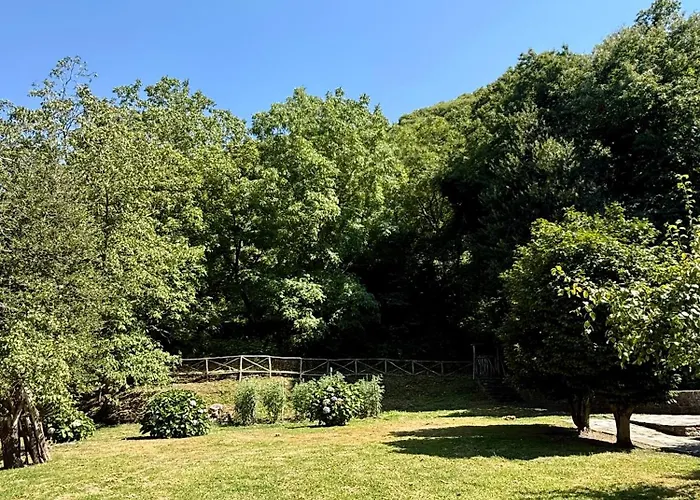 The In The Trees * טסגרדה